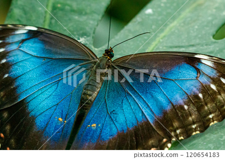 macro beautiful butterfly Morpho helenor macro beautiful butterfly Morpho helenor 120654183