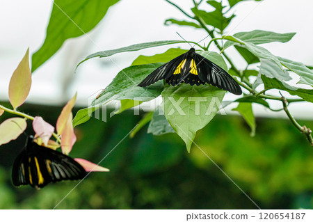 macro beautiful butterfly Troides radamanthus 120654187
