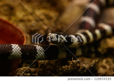 snake lampropeltis getula californiae snake lampropeltis getula californiae 120654193
