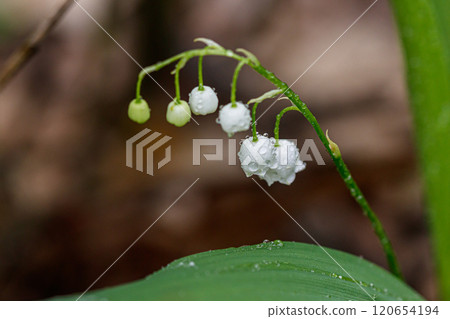 Beautiful spring blooming lilies of the valley with drops of flowers dew 120654194