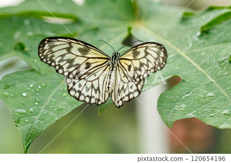 macro beautiful butterfly Idea leuconoe macro beautiful butterfly Idea leuconoe 120654196