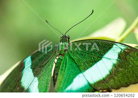 macro beautiful butterfly Papilio palinurus macro beautiful butterfly Papilio palinurus 120654202