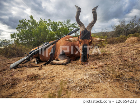 African Red Hartebeest antelope and rifle with telescopic sight after traditional legal hunting. African Red Hartebeest antelope and rifle with telescopic sight after traditional legal hunting. 120654238
