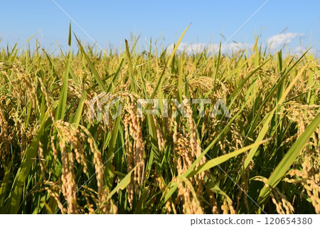 已成為金色的米葉 120654380