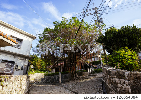 Gajumaru in Kinjo-cho, Shuri 120654384