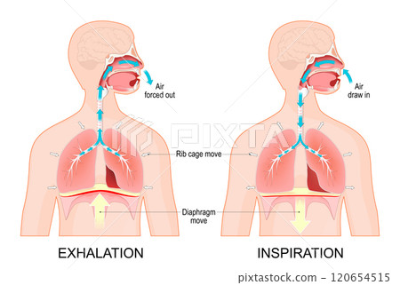 Breathing. Exhalation and Inspiration 120654515