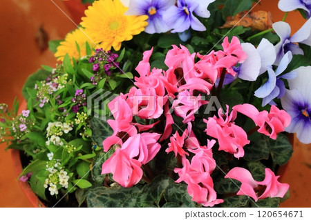 Group planting of cyclamen Potted cyclamen Christmas flowers 120654671
