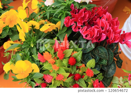 盆栽仙客來仙客來聖誕花盆栽 120654672