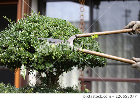 Men who care for garden trees 120655077