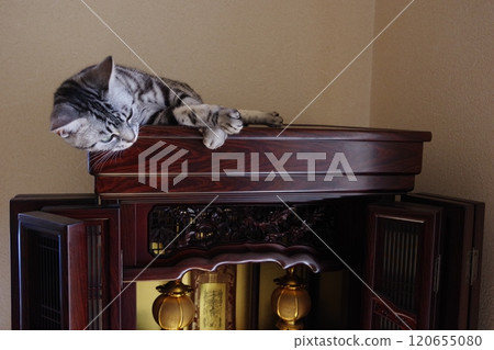 雨生芝麻 在佛壇上打盹 120655080