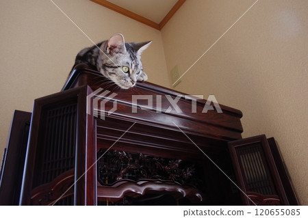 雨生芝麻 在佛壇上打盹 120655085