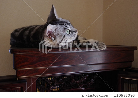 雨生芝麻 在佛壇上打盹 120655086