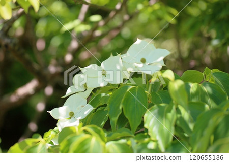 清爽的山燈花 120655186