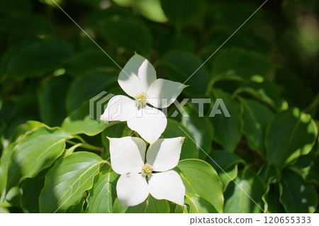 清爽的山燈花 120655333