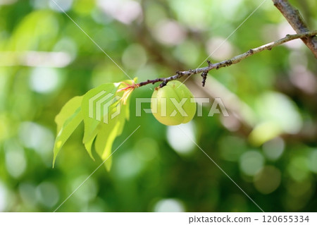 Cute apricot fruit Cute apricot fruit 120655334