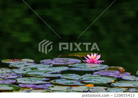 Red lily lot 120655413