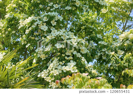 Unnan Yamaboshi flower Unnan Yamaboshi flower 120655431