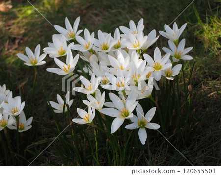 Thamas Dale Thamas Dale 120655501