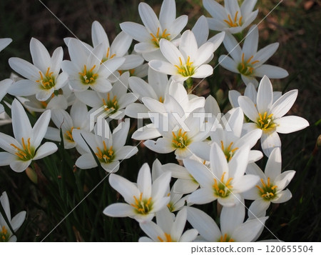 Thamas Dale 120655504