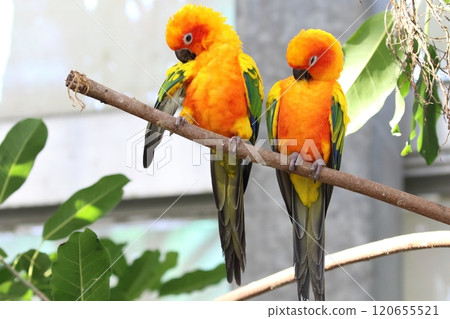 Kokane Mexico parakeet 120655521