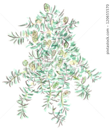 A watercolor illustration of an autumn plant, the male flowers of Himalayan cedar, blooming like a flock of small birds on the branches. A watercolor illustration of an autumn plant, the male flowers of Himalayan cedar, blooming like a flock of small birds on the branches. 120655570