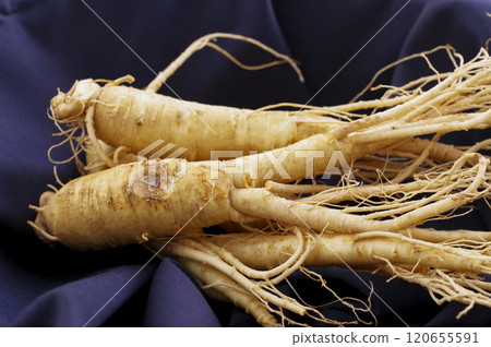 很多人參 120655591