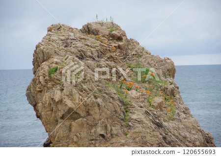 日本海笹川流岩石百合在岩石上盛開 120655693