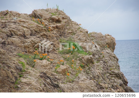 Sea of Japan, Sasagawa Nagare, Rock lilies blooming on the rocks 120655696