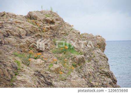 日本海笹川流岩石百合在岩石上盛開 120655698