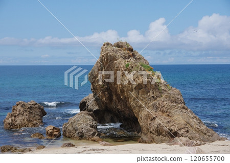 日本海笹川流岩石百合在岩石上盛開 日本海笹川流岩石百合在岩石上盛開 120655700