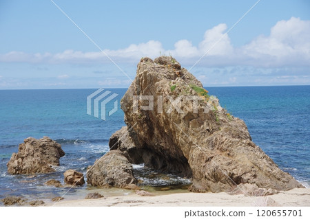 Sea of Japan, Sasagawa Nagare, Rock lilies blooming on the rocks 120655701