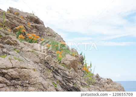 日本海 笹川流 岩石上盛開的百合花 120655709