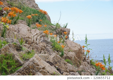 Lilies blooming on rocks at Sasagawa-nagare in the Sea of Japan 120655712