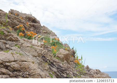 Lilies blooming on rocks at Sasagawa-nagare in the Sea of Japan Lilies blooming on rocks at Sasagawa-nagare in the Sea of Japan 120655713