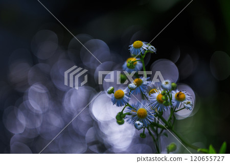 White flower surrounded by sparkling gems 120655727