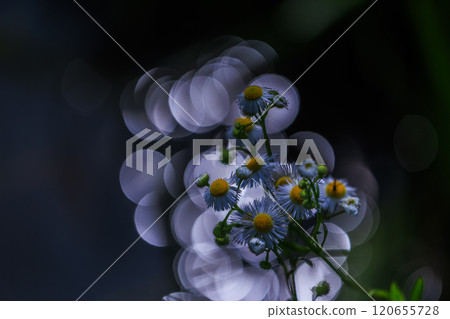 White flower surrounded by sparkling gems 120655728