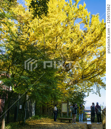 Mount Takao, Trail 1, Konpiradai Garden, Autumn foliage season Mount Takao, Trail 1, Konpiradai Garden, Autumn foliage season 120655862
