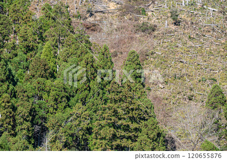 鞍馬針葉林 京都市 120655876