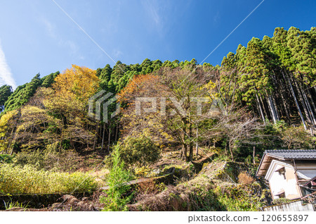 Kurama's coniferous forest and yellow leaves, Kyoto City 120655897