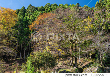 Kurama's coniferous forest and yellow leaves, Kyoto City 120655898