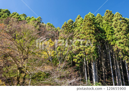 Kurama Coniferous Forest, Kyoto City 120655900