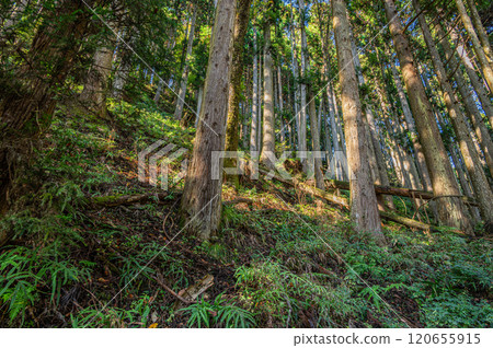鞍馬針葉林 京都市 鞍馬針葉林 京都市 120655915