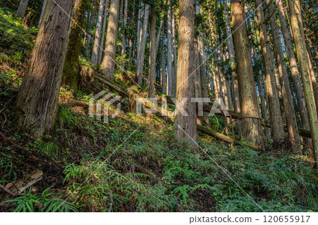 Kurama Coniferous Forest, Kyoto City Kurama Coniferous Forest, Kyoto City 120655917
