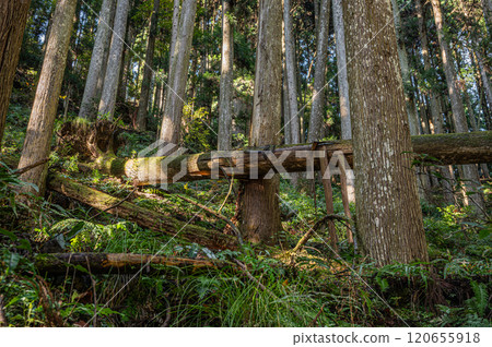 鞍馬針葉林 京都市 鞍馬針葉林 京都市 120655918