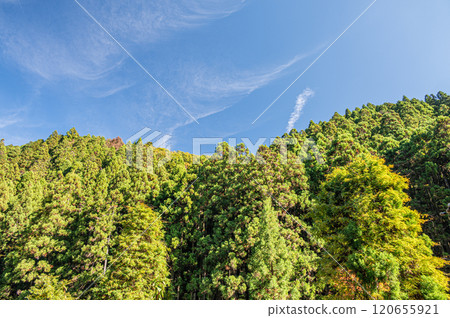 Kurama Coniferous Forest, Kyoto City 120655921