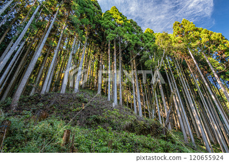 Kurama Coniferous Forest, Kyoto City 120655924
