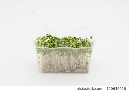 西蘭花芽的庫存照片 - 營養蔬菜之王 120656016