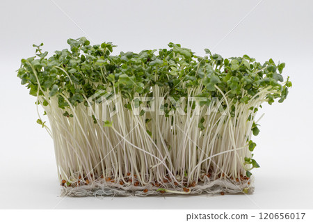 Broccoli sprouts stock photo: The king of nutritious vegetables 120656017