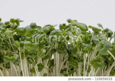 西蘭花芽的庫存照片 - 營養蔬菜之王 120656019