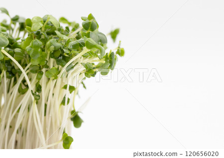 Broccoli sprouts stock photo: The king of nutritious vegetables 120656020